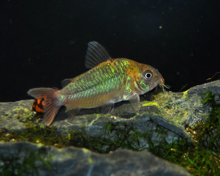 Corydoras Pantanalensis C005 ~ 4cm